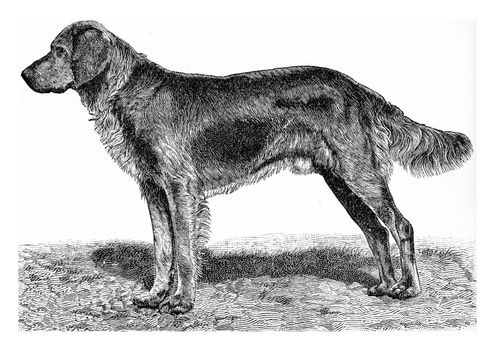 The dog, vintage engraved illustration. From Deutch Vogel Teaching in Zoology.
