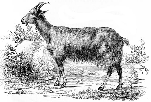 Goat, vintage engraved illustration. Natural History of Animals, 1880.

