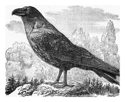 The raven, vintage engraved illustration. From Deutch Vogel Teaching in Zoology.
