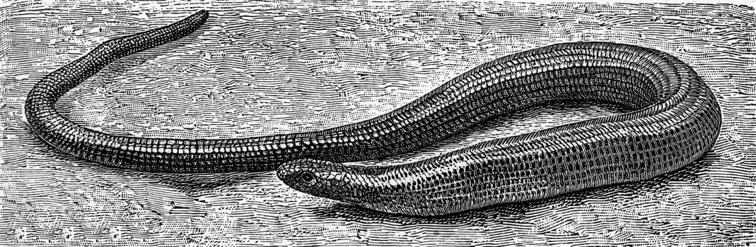 The slow worm, vintage engraved illustration. From Deutch Vogel Teaching in Zoology.
