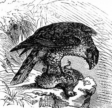 Goshawk, vintage engraved illustration. La Vie dans la nature, 1890.
