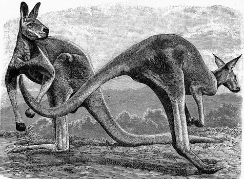 The Kangaroo, Halmaturus giganteus, vintage engraved illustration. From Deutch Vogel Teaching in Zoology.
