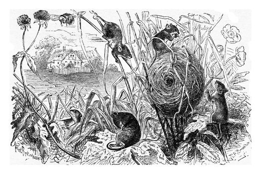 Dwarf mouse (Mus minutus) and its nest, vintage engraved illustration. La Vie dans la nature, 1890.

