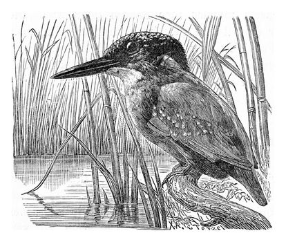 The kingfisher, vintage engraved illustration. From Deutch Vogel Teaching in Zoology.
