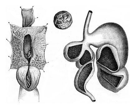 Stomach of ruminant, vintage engraved illustration. Zoology Elements from Paul Gervais.
