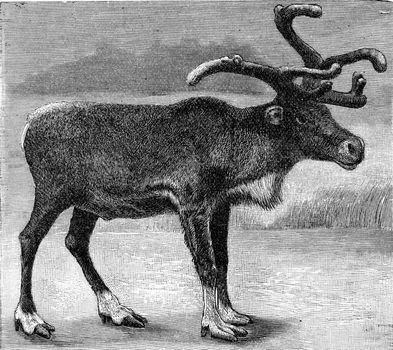 The reindeer, vintage engraved illustration. From Deutch Vogel Teaching in Zoology.
