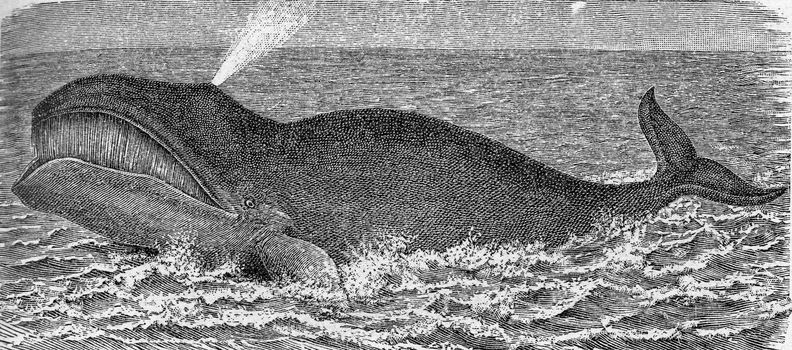 The bowhead whale, vintage engraved illustration. From Deutch Vogel Teaching in Zoology.
