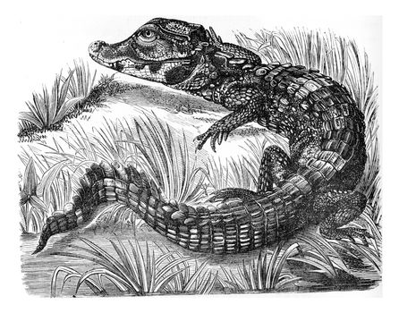Caiman, vintage engraved illustration. Zoology Elements from Paul Gervais
