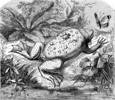 Pipa of Guyana, vintage engraved illustration. From Zoology Elements from Paul Gervais.
