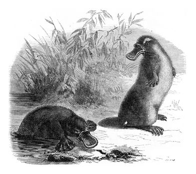 Platypus, vintage engraved illustration. From Zoology Elements from Paul Gervais.
