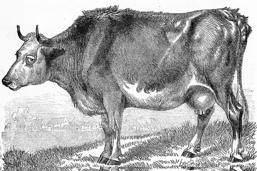 The cow, Bos taurus, vintage engraved illustration. From Deutch Vogel Teaching in Zoology.

