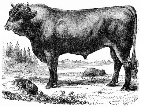 Taurus, vintage engraved illustration. Natural History of Animals, 1880.
