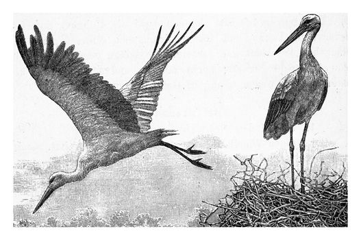The stork, vintage engraved illustration. From Deutch Vogel Teaching in Zoology.

