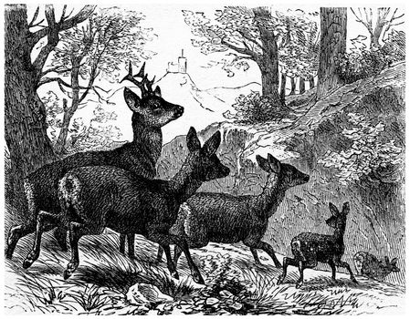 Deer, vintage engraved illustration. La Vie dans la nature, 1890.