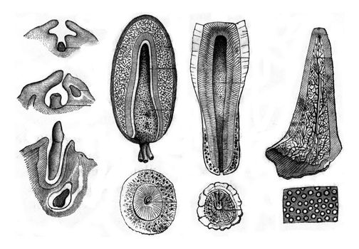 Development and structure of teeth, vintage engraved illustration. Zoology Elements from Paul Gervais.

