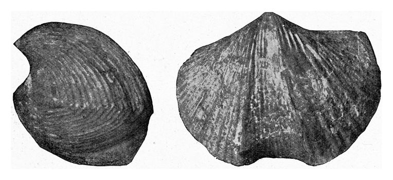 Fossil brachiopod of Carboniferous limestone, vintage engraved illustration. From the Universe and Humanity, 1910.
