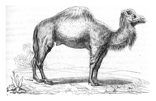 Dromedary, vintage engraved illustration. From Zoology Elements from Paul Gervais.
