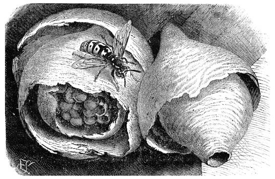 Wasp (paper wasp) and its nest, vintage engraved illustration. La Vie dans la nature, 1890.
