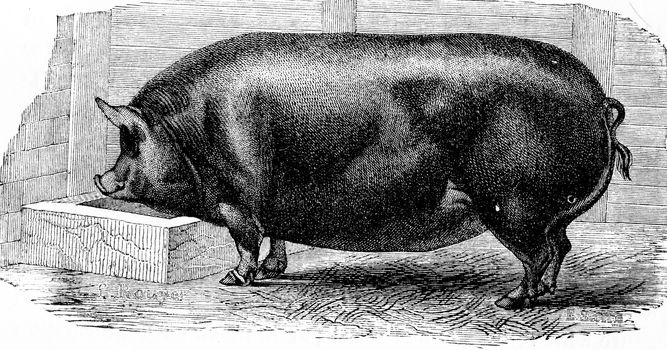 Pig, vintage engraved illustration. Natural History of Animals, 1880.
