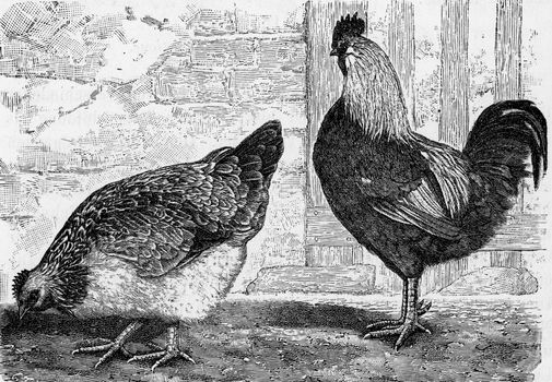 The house hen, Gallus domesticus, vintage engraved illustration. From Deutch Vogel Teaching in Zoology.
