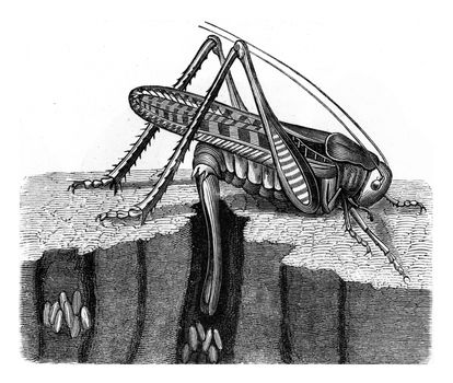 Grasshopper verrucivore, laying, vintage engraved illustration. From Zoology Elements from Paul Gervais.
