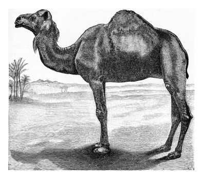 The dromedary, vintage engraved illustration. From Deutch Vogel Teaching in Zoology.
