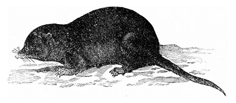 Common shrew, vintage engraved illustration. La Vie dans la nature, 1890.
