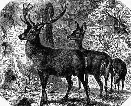 Deer, vintage engraved illustration. La Vie dans la nature, 1890.

