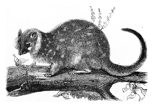 Mauges Dasyurus, vintage engraved illustration. From Zoology Elements from Paul Gervais.

