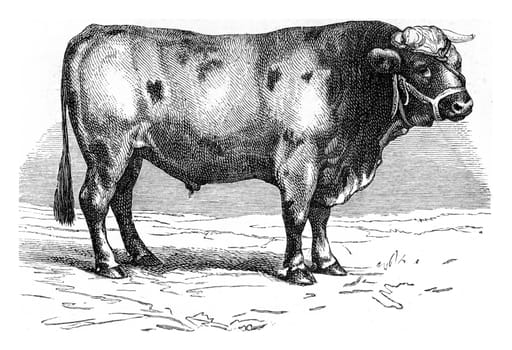 Beef Garonnaise, vintage engraved illustration. From Zoology Elements from Paul Gervais.
