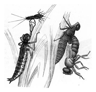 Metamorphosis of Dragonflies, vintage engraved illustration. From Zoology Elements from Paul Gervais.
