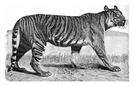 The Tiger, vintage engraved illustration. From Deutch Vogel Teaching in Zoology.
