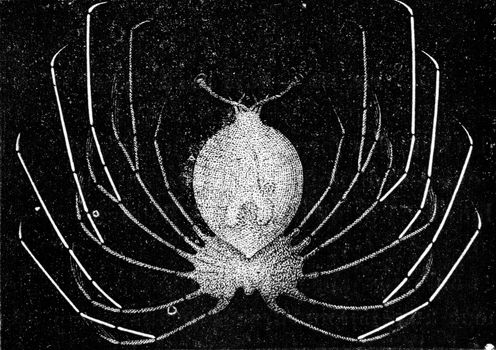 Lobster larvae, vintage engraved illustration. Natural History of Animals, 1880.
