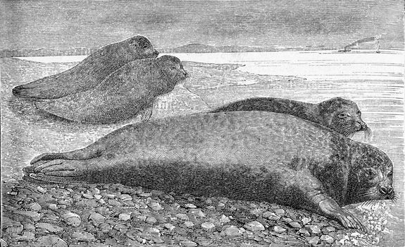 The seal, vintage engraved illustration. From Deutch Vogel Teaching in Zoology.
