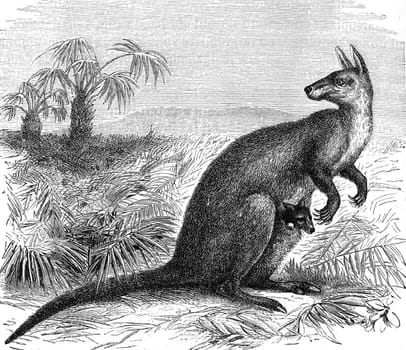 Giant Kangaroo rat, vintage engraved illustration. From Zoology Elements from Paul Gervais.
