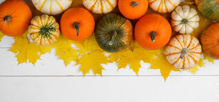 Many colorful pumpkins and maple leaves frame on white wooden background , autumn harvest , Halloween or Thanksgiving concept