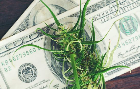 fresh marijuana flower on hundred dollar banknote