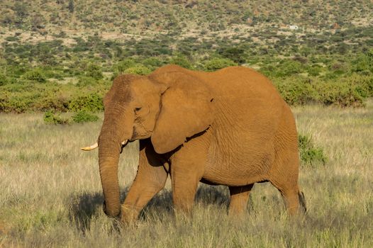 An old elephant in the savannah of Samburu Park in central Kenya