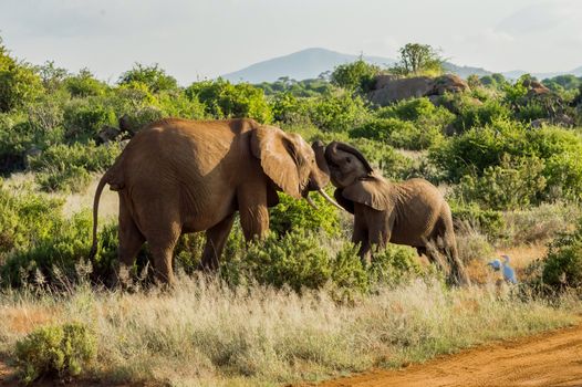 Games between two elephants in the savannah of Samburu Park in central Kenya in Africa