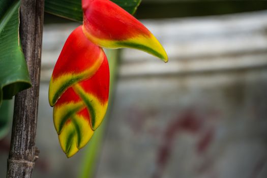 Hanging Lobster Claw Tropical Jungle Plant Close Up