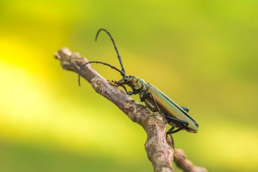 Musk beetle - Aromia moschata - Close-up of the mouthparts.