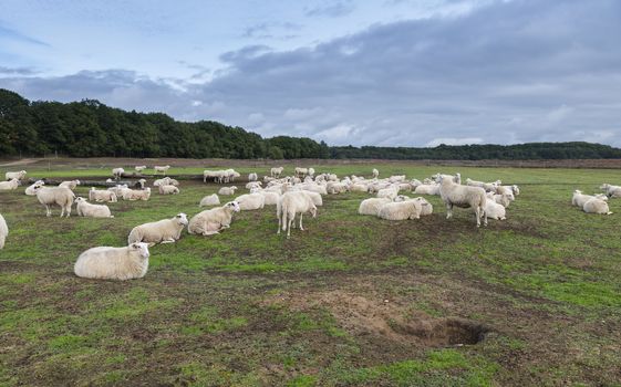 Sheep herd on heather land in Ede Holland