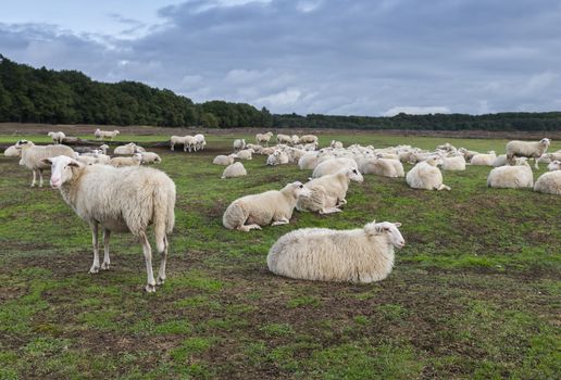 Sheep herd on heather land in Ede Holland