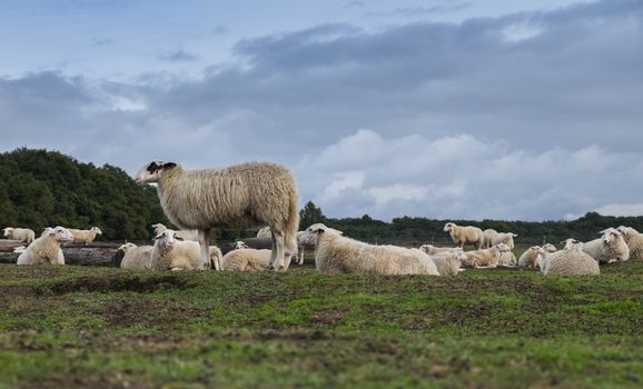 Sheep herd on heather land in Ede Holland