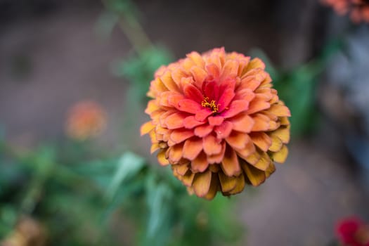 old red zinnia or beautiful zinnia in the flower garden