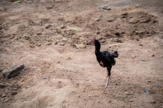 countryside chicken walking on the ground to find food on morning.