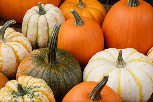 Assortiment of autumn harvested pumpkins , background , Halloween holiday concept