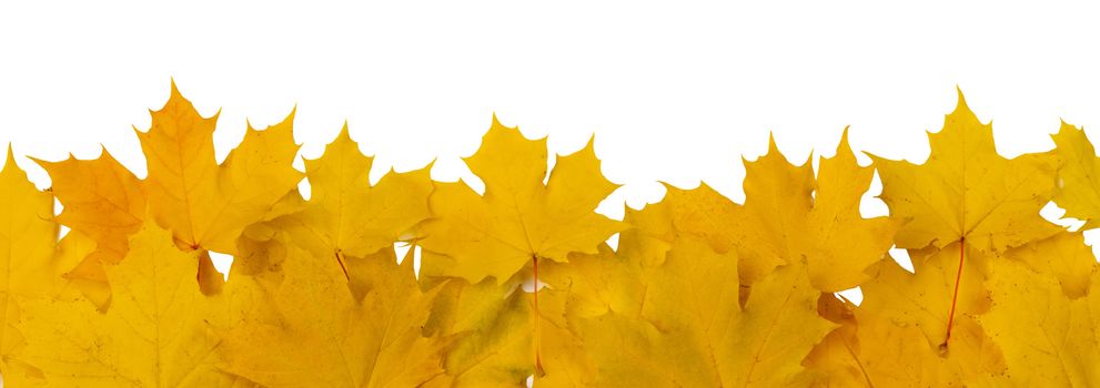 Yellow autumn leaves frame isolated on white background copy space for text