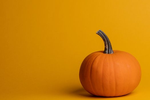 Holiday halloween background with pumpkin on orange, copy space for text
