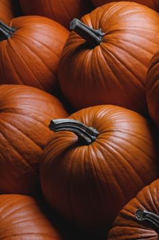 Many orange pumpkins background , Halloween holiday concept